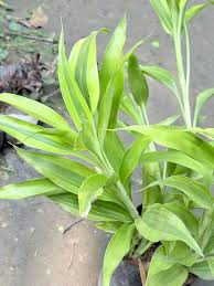 Beijing Plant Seeds: Essential Planting Supplies