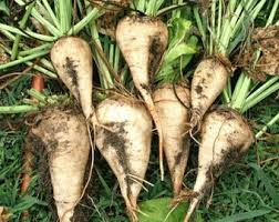 White Sugar Beet Seeds for Vegetable Planting