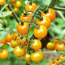 Yellow Cherry Tomato Seeds for Spring Planting
