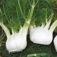 White Fennel Seeds for Planting