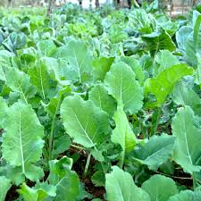Green Walking Stick Kale Tree Seeds for Easy Planting