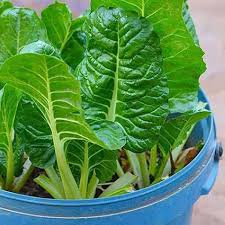 Green Chard Vegetable Seeds  Perfect for Home Gardening