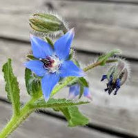 Blue Star Borage Herb (Borago Officinalis) Flower Seeds