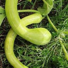 Green Trombocino Vegetable Planting Seeds for Your Garden