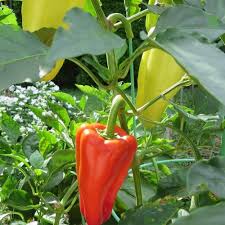 Sweet Gypsy Pepper Vegetable Seeds for Planting