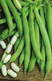 White Tarbais Bean Seeds for Garden Planting