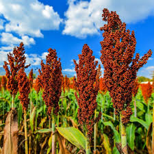 Red Sorghum Vegetable Seeds for Planting