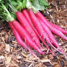Pink Radish Planting Seeds for Vegetable Gardens
