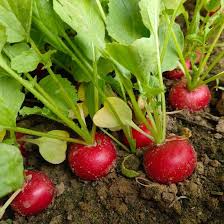 Cherry Belle Radish Planting Seeds