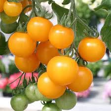 Gold Tomato Seeds for Vegetable Planting
