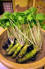 Wasabi Vegetable Seeds for Planting