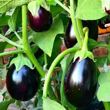 SAFLAX Eggplant Seeds for Easy Planting  Grow Your Own Vegetables