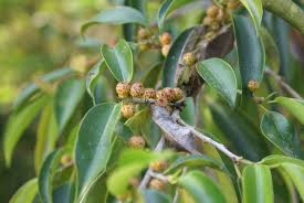 Green Ficus Pertusa Seeds for Planting
