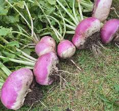 Turnip Plant Seeds for Thriving Vegetable Gardens Perfect for Planting