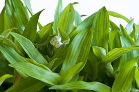 Beijing Plant Seeds: Essential Planting Supplies