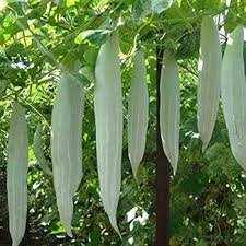 Green Snake Gourd Vegetable Seeds for Your Garden