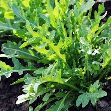 Green Rocket Pegasus Vegetable Seeds for Planting