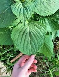 Perilla Seeds for Vegetable Garden Planting