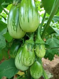 Green Eggplant Vegetable Seeds for Garden Planting