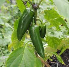 Jalapeno Pepper Seeds for Vegetable Planting