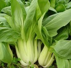 Green Shanghai Vegetable Seeds for Planting