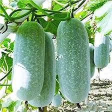 Wax Gourd Planting Seeds  Ideal for Your Vegetable Garden