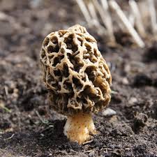 Morchella Esculenta Mushroom Seeds for Planting