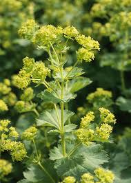 Alchemilla mollis (Lady's Mantle) Seeds for Planting