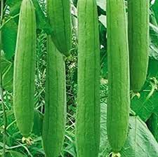 Green Luffa Sponge Vegetable Seeds for Planting