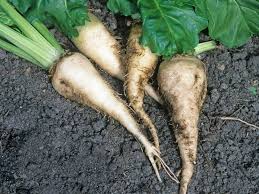 White Sugar Beet Seeds for Vegetable Planting