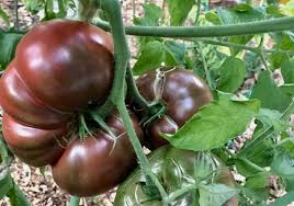 Brown Giant Tomato Seeds for Planting