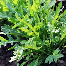 Green Rucola Vegetable Seeds for Planting