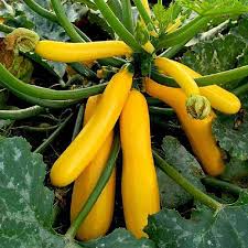 Yellow Crookneck Vegetable Seeds  Perfect for Planting