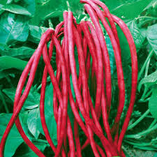 Maroon Yardlong Bean Seeds for Planting