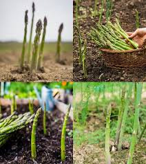 Green Asparagus Vegetable Seeds for Home Planting