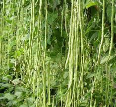 Green Asparagus Bean Seeds for Planting