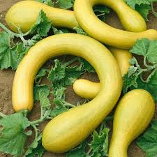 Trombocino Vegetable Seeds for Easy Planting