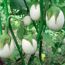 White Eggplant Seeds for Planting Seed for Flavorful Vegetables in Your Home Garden