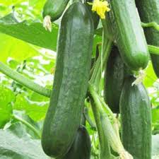 Dark Green Cucumber Seeds for Planting - Premium Vegetable Seeds