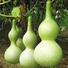 Green Birdhouse Gourd Vegetable Seeds for Planting