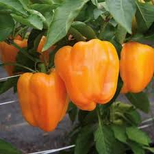 Orange Bell Pepper Vegetable Seeds for Planting - Year-Round Growth