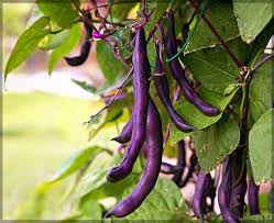 Violet Pole Bean Seeds for Planting - Vegetable Garden Essentials