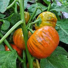 Orange Turkish Vegetable Seeds for Planting