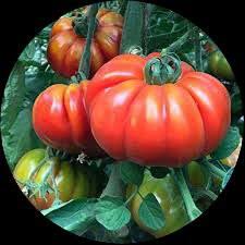 Red Sicilian Togetta Vegetable Seeds - Planting Guide