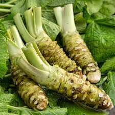 Green Horseradish Vegetable Seeds for Planting