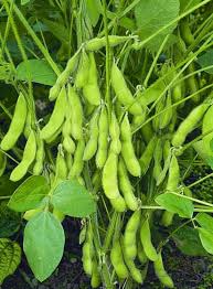 Green Edamame Seeds for Beer Brewing  Planting Seeds
