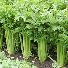 Celery Smallage Vegetable Seeds for Home Gardens