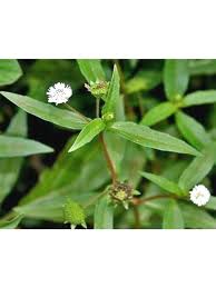 Bhringraj Flower Seeds for Planting - Enhance Your Garden