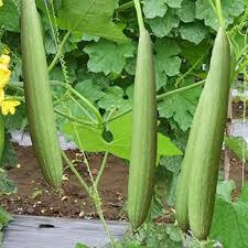 Green Luffa Sponge Vegetable Seeds for Planting