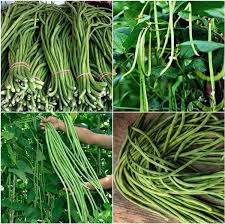 Green Asparagus Bean Seeds for Planting
